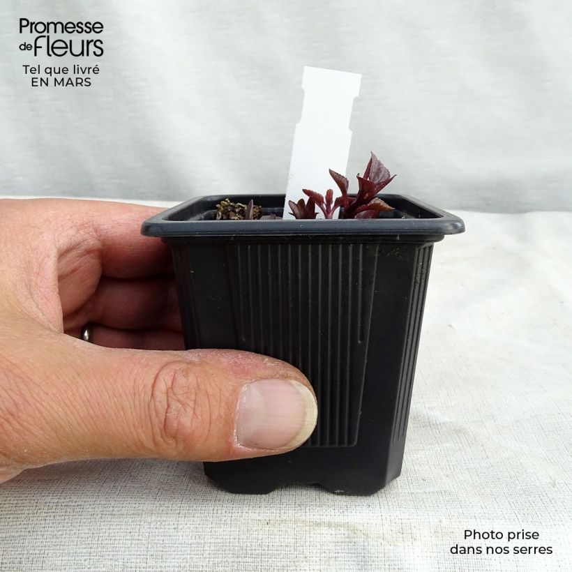 Heliopsis helianthoides var. scabra Summer Nights 8/9 cm pot sample as delivered in spring