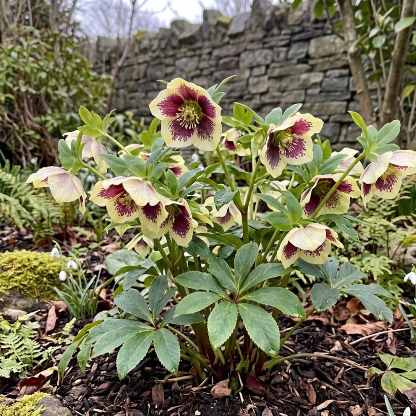 Helleborus hybridus ViV Serafina (Plant habit)