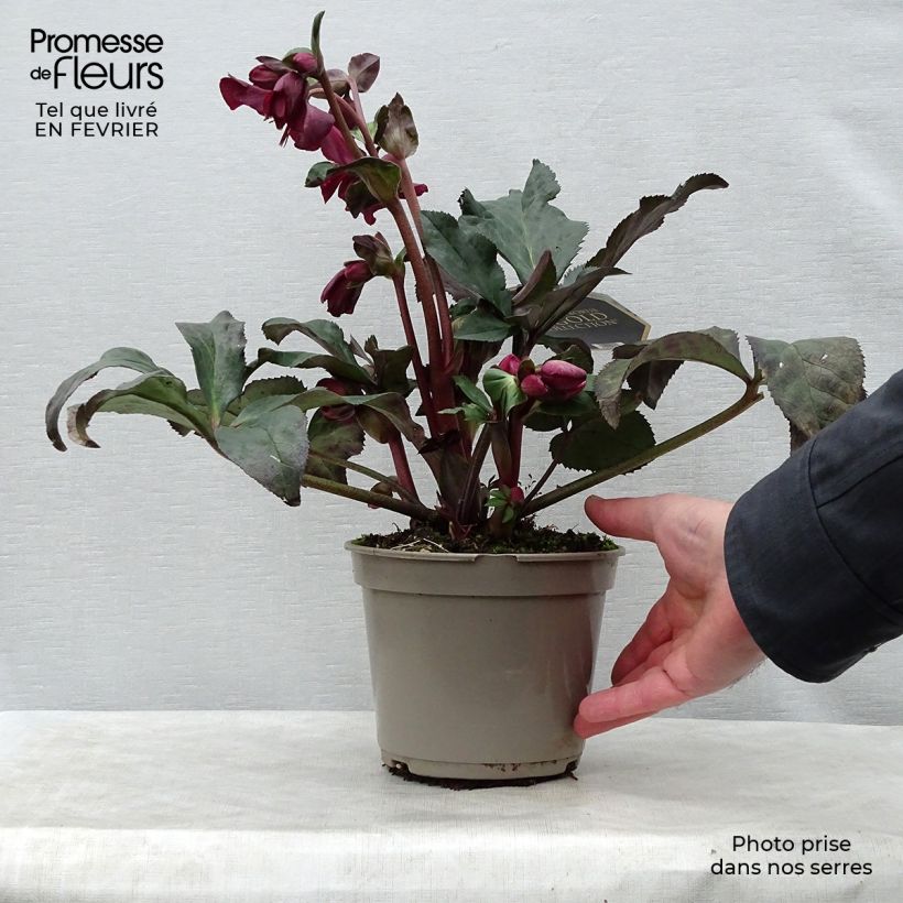 Helleborus Ice N' Roses Marbled Red - Hellebore 2L/3L pot sample as delivered in winter
