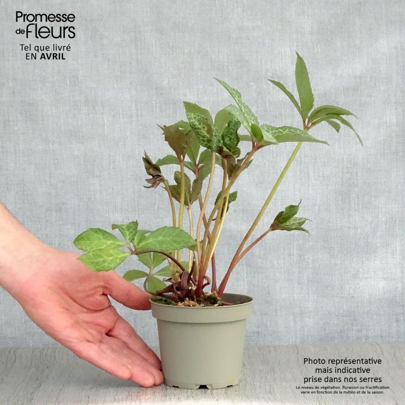 Helleborus ericsmithii Magic Leaves 10cm/11cm pot sample as delivered in spring