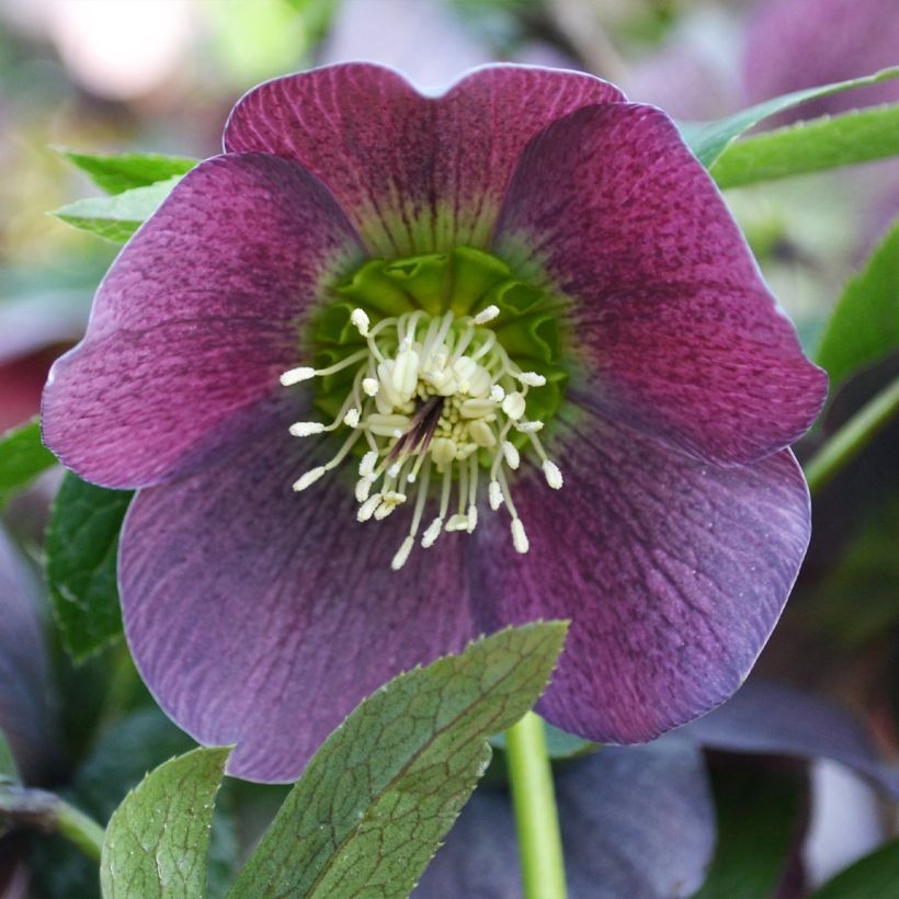 Helleborus hybridus ViV Batista (Flowering)