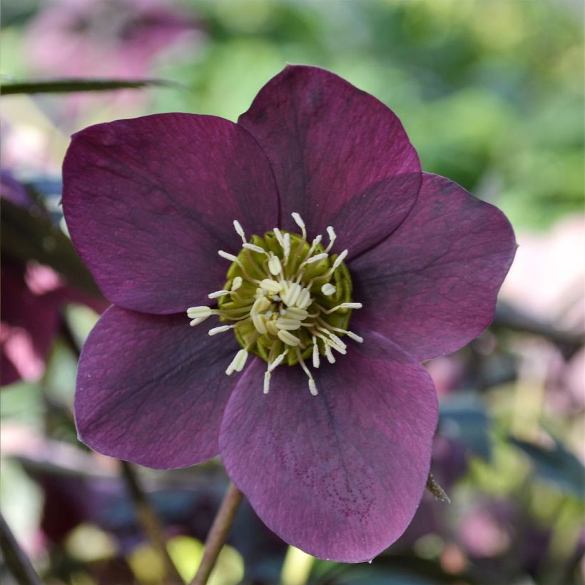 Helleborus hybridus ViV Milana (Flowering)