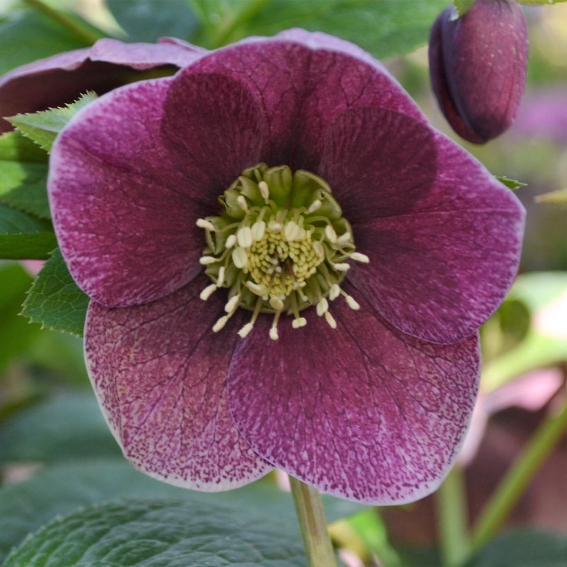 Helleborus hybridus ViV Patrizia (Flowering)