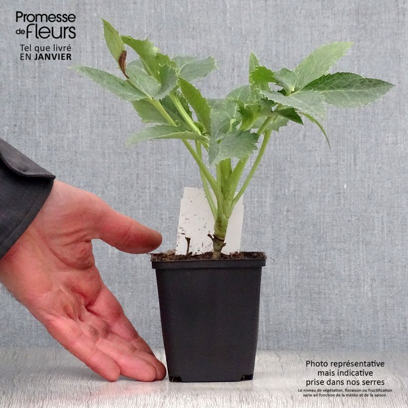 Helleborus argutifolius 8/9 cm pot sample as delivered in winter