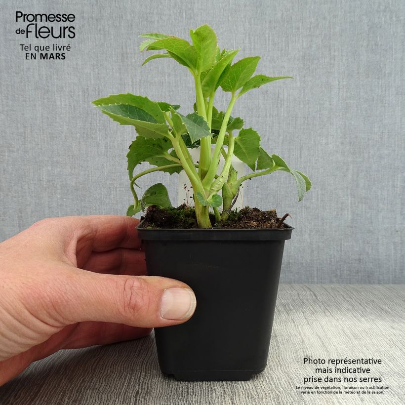 Helleborus argutifolius 8/9 cm pot sample as delivered in spring