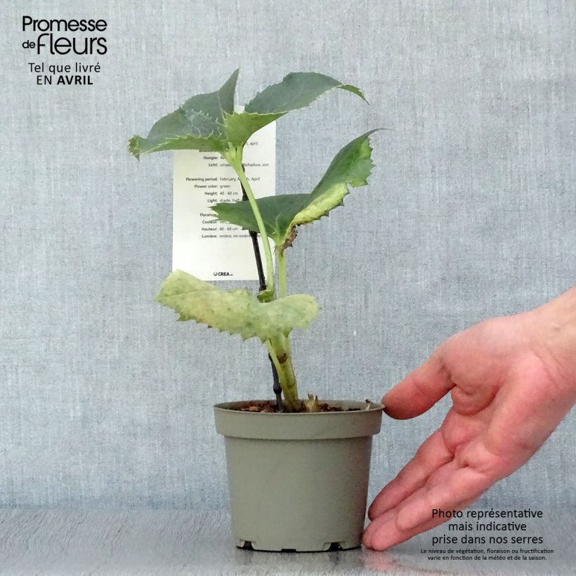 Helleborus argutifolius 12cm pot sample as delivered in spring