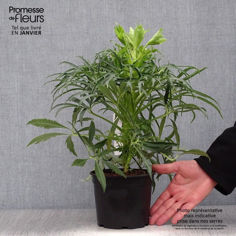 Helleborus foetidus Bowless Form 1L/1.5L pot sample as delivered in winter