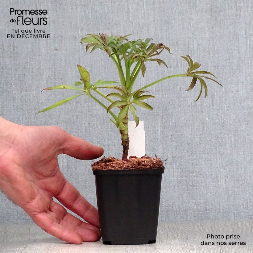 Helleborus foetidus - Stinking hellebore 8/9 cm pot sample as delivered in winter