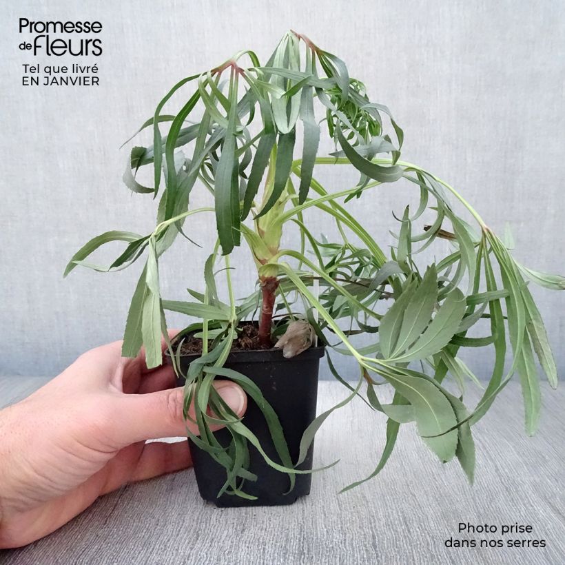 Helleborus foetidus Wester Flisk 8/9 cm pot sample as delivered in winter