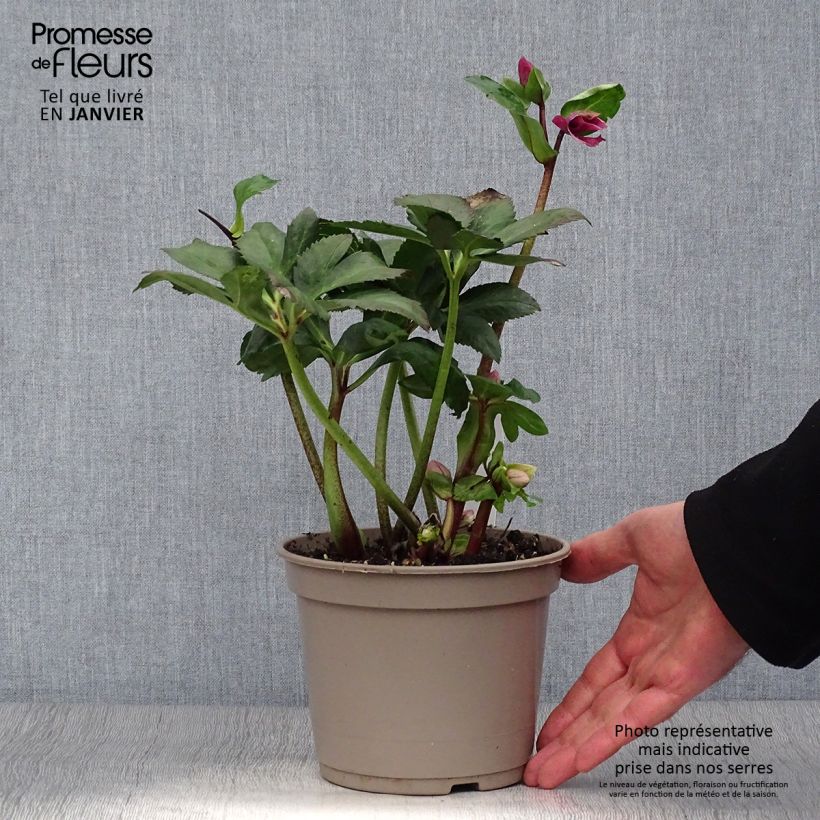 Helleborus HGC Leila 2L/3L pot sample as delivered in winter