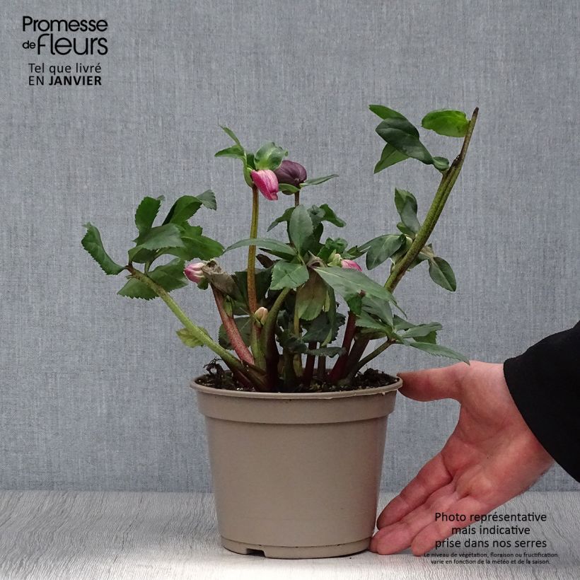 Helleborus HGC Lenia 2L/3L pot sample as delivered in winter