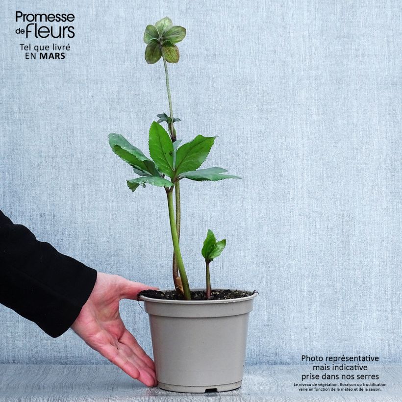 Helleborus HGC Lenia 2L/3L pot sample as delivered in spring