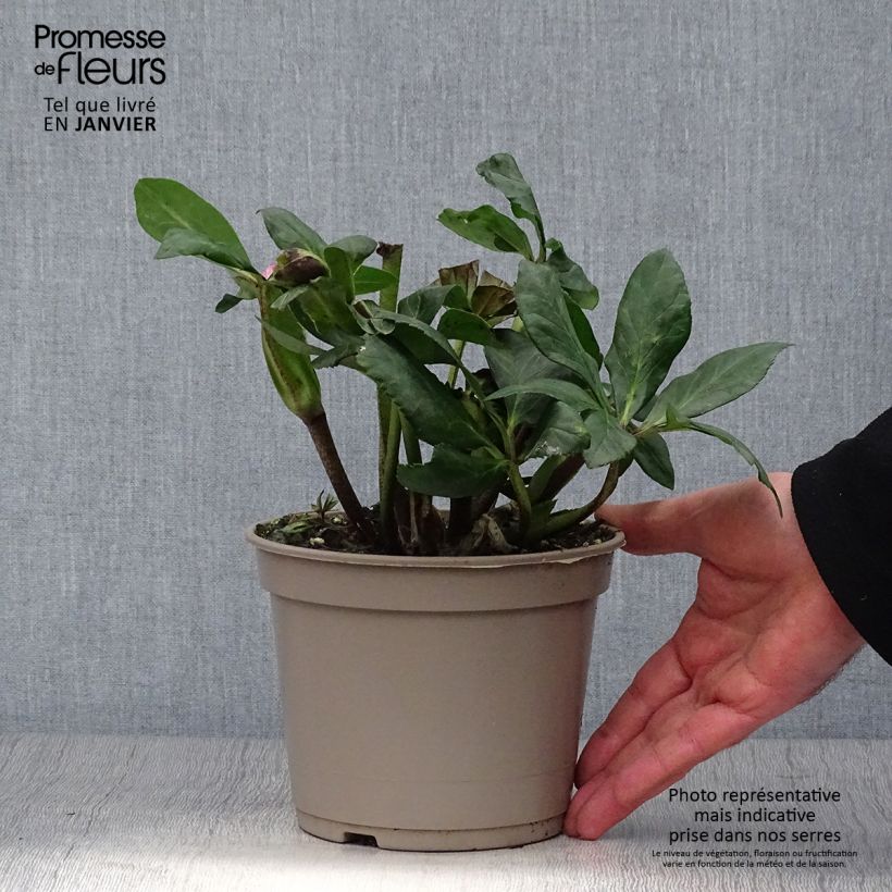 Helleborus HGC Leona 2L/3L pot sample as delivered in winter