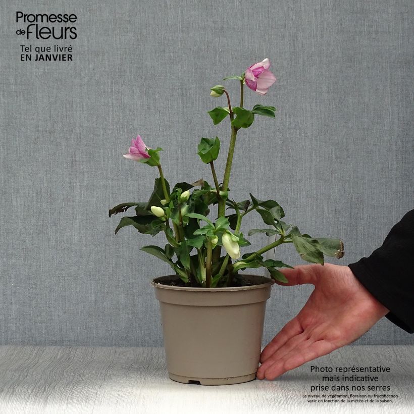 Helleborus HGC Liara 2L/3L pot sample as delivered in winter