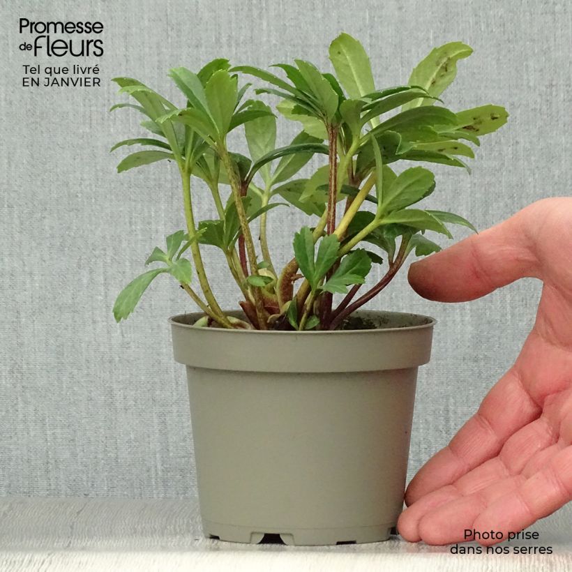 Helleborus niger Double Fashion - Christmas Rose 1L/1.5L pot sample as delivered in winter