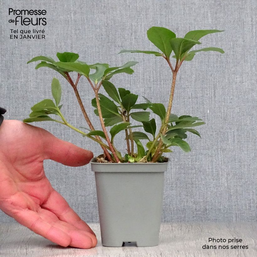 Helleborus niger - Christmas Rose 8/9 cm pot sample as delivered in winter