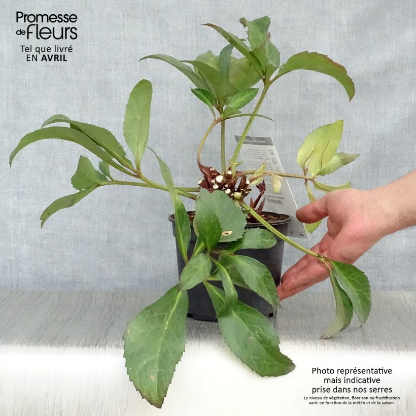 Helleborus nigercors Candy Love 2L/3L pot sample as delivered in spring