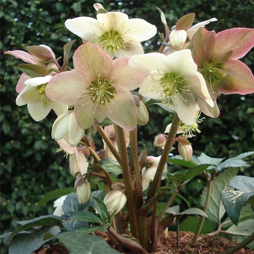 Helleborus x nigercors Emma (Plant habit)