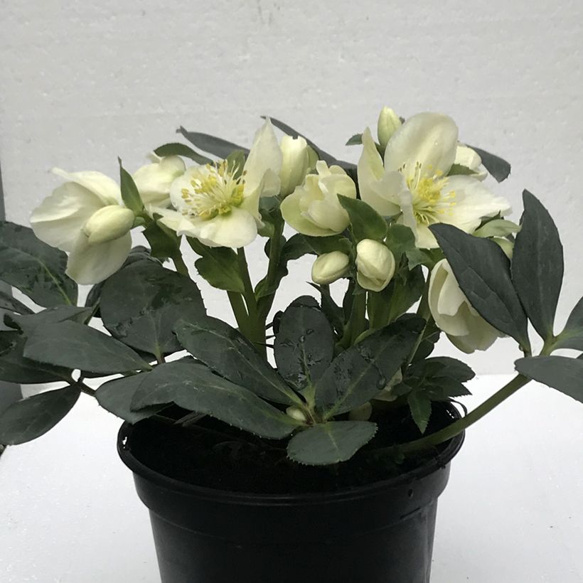 Helleborus (x) ericsmithii Sid Ice® (Flowering)