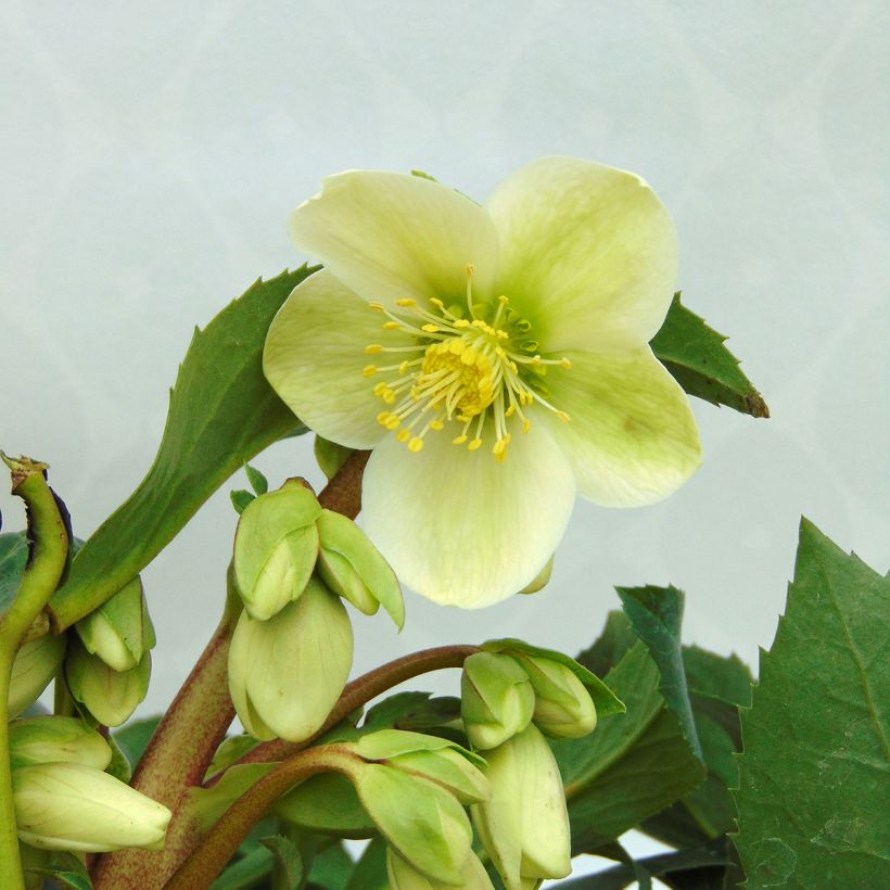 Helleborus nigercors Snow Love (Flowering)