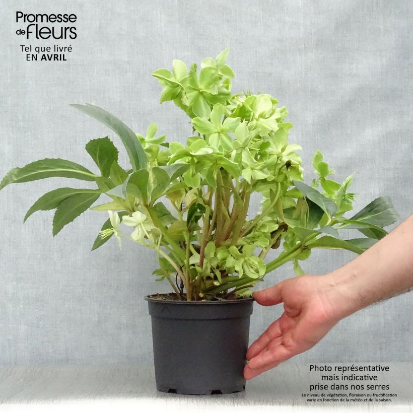 Helleborus nigercors Snow Love 2L/3L pot sample as delivered in spring