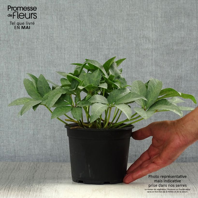 Helleborus nigercors - Snowbells 2L/3L pot sample as delivered in spring