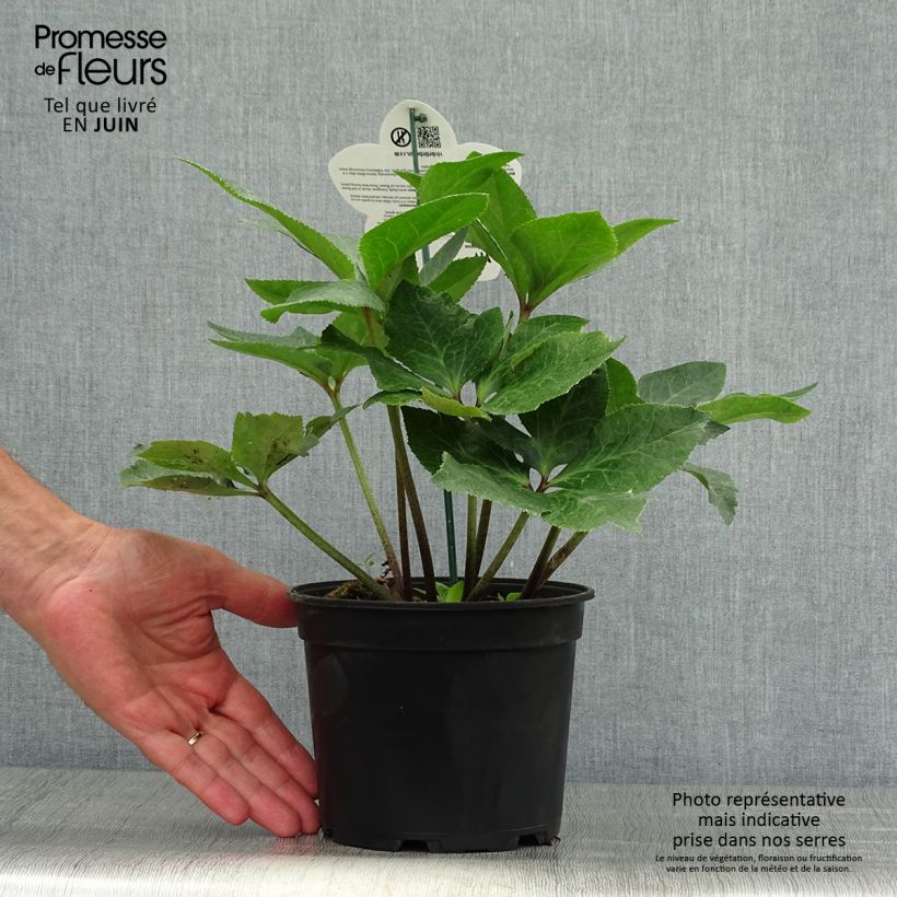 Helleborus ViV Bianca 2L/3L pot sample as delivered in summer