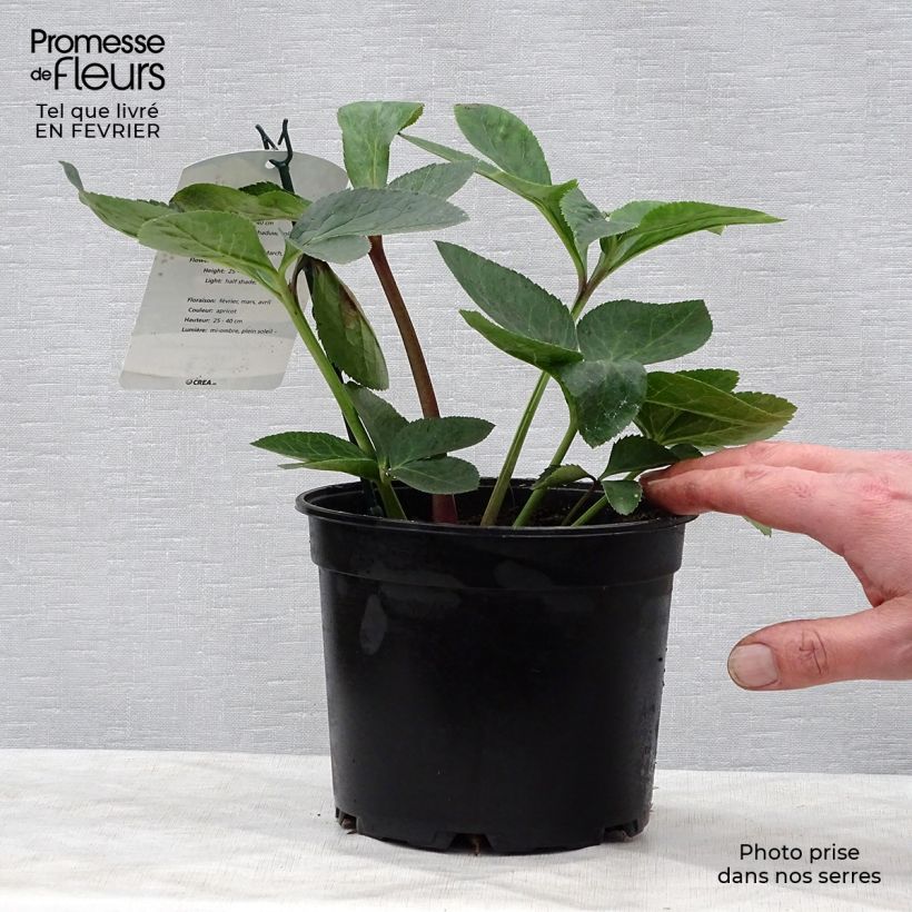 Helleborus hybridus Apricot 2L/3L pot sample as delivered in winter