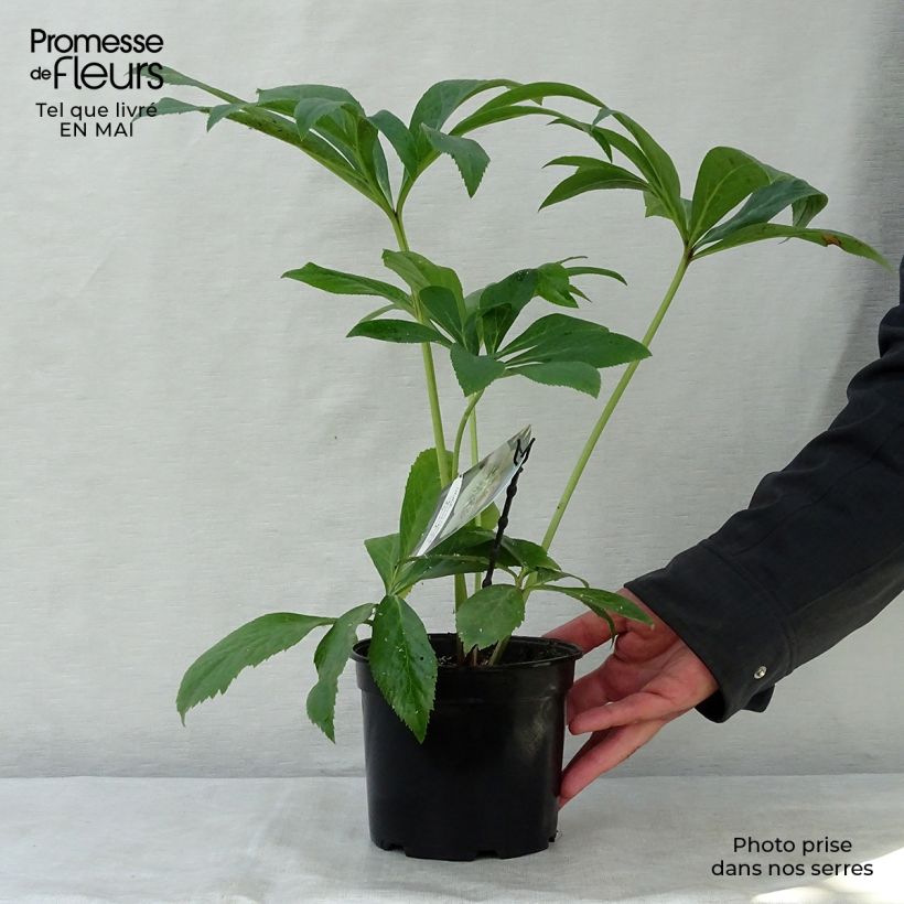 Helleborus hybridus Apricot Spotted 2L/3L pot sample as delivered in spring