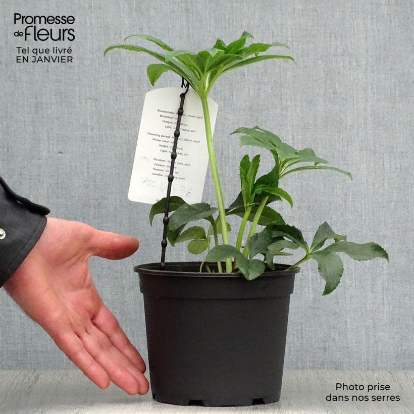 Helleborus hybridus Anemone White Spotted 2L/3L pot sample as delivered in winter