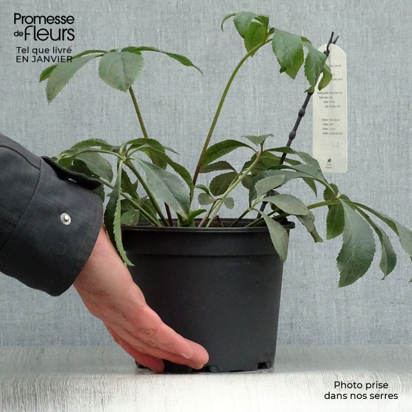 Helleborus hybridus Anemone White 2L/3L pot sample as delivered in winter