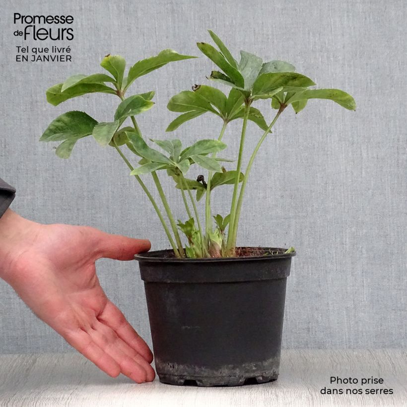 Helleborus hybridus anemone-centred yellow 2L/3L pot sample as delivered in winter