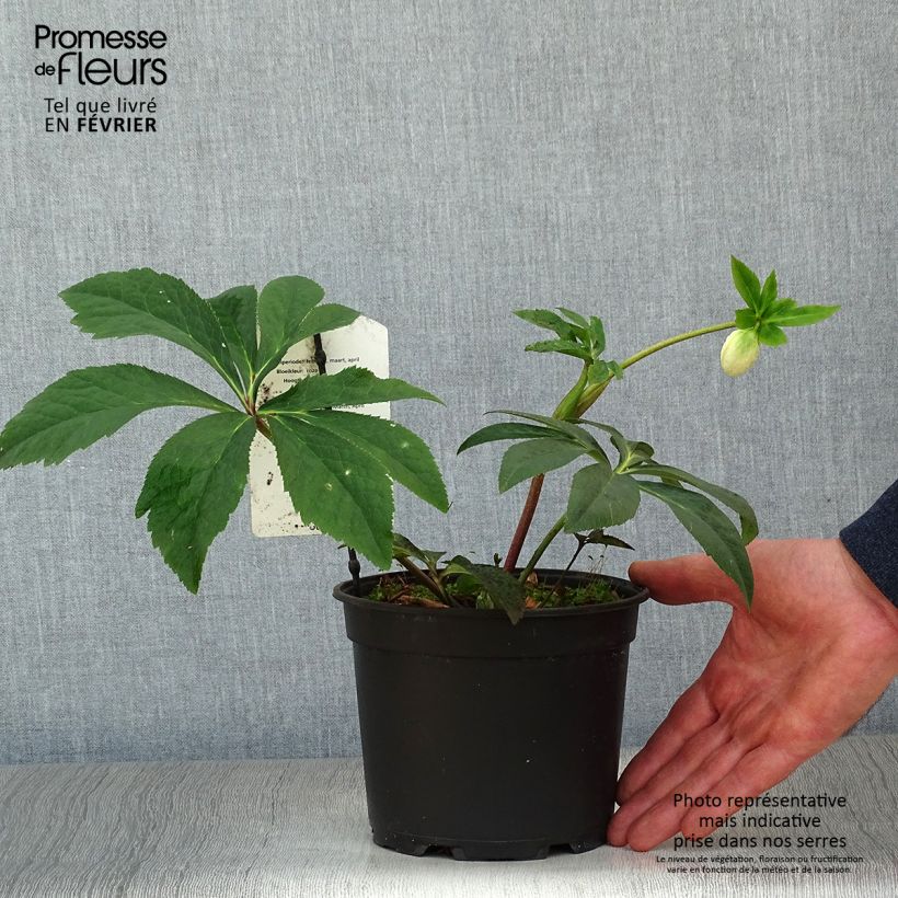 Helleborus hybridus Anemone Pink 2L/3L pot sample as delivered in winter