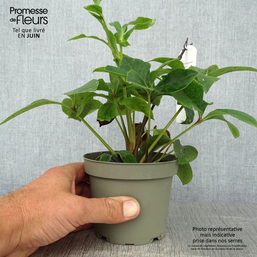 Helleborus hybridus anemone red 12cm pot sample as delivered in summer