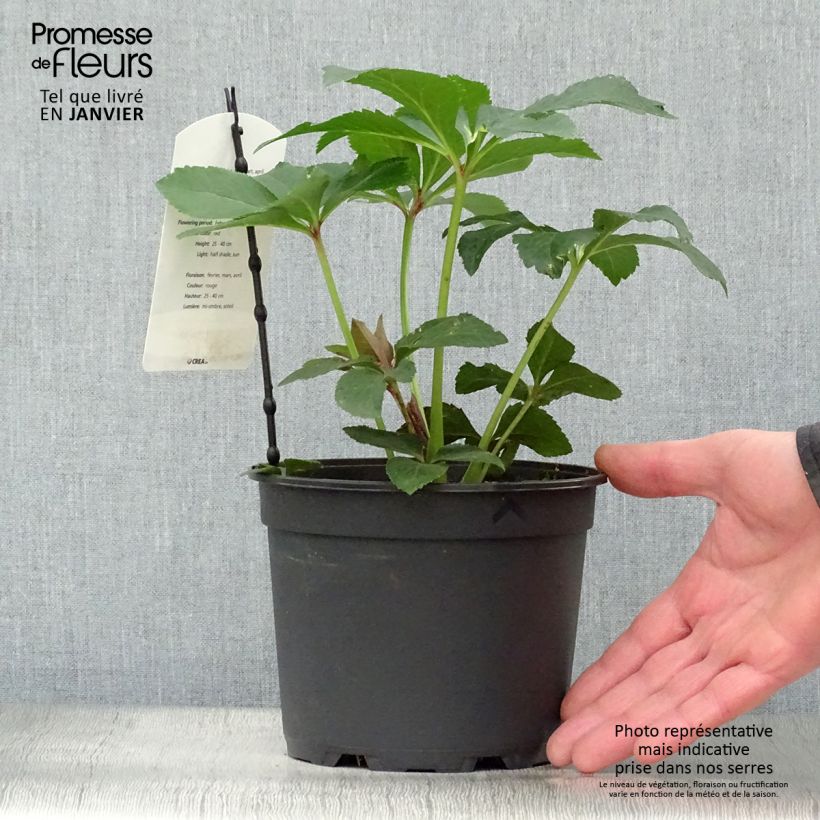 Helleborus hybridus anemone red 2L/3L pot sample as delivered in winter