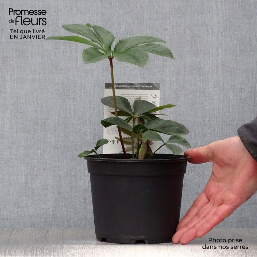 Helleborus Aubergine 2L/3L pot sample as delivered in winter