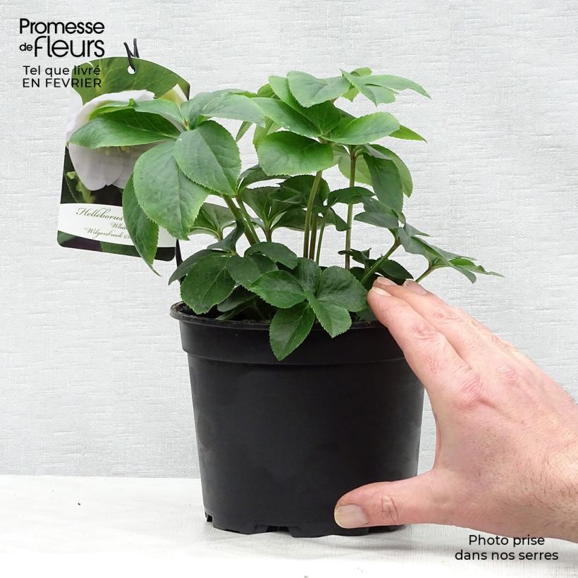 Helleborus hybridus White 2L/3L pot sample as delivered in winter