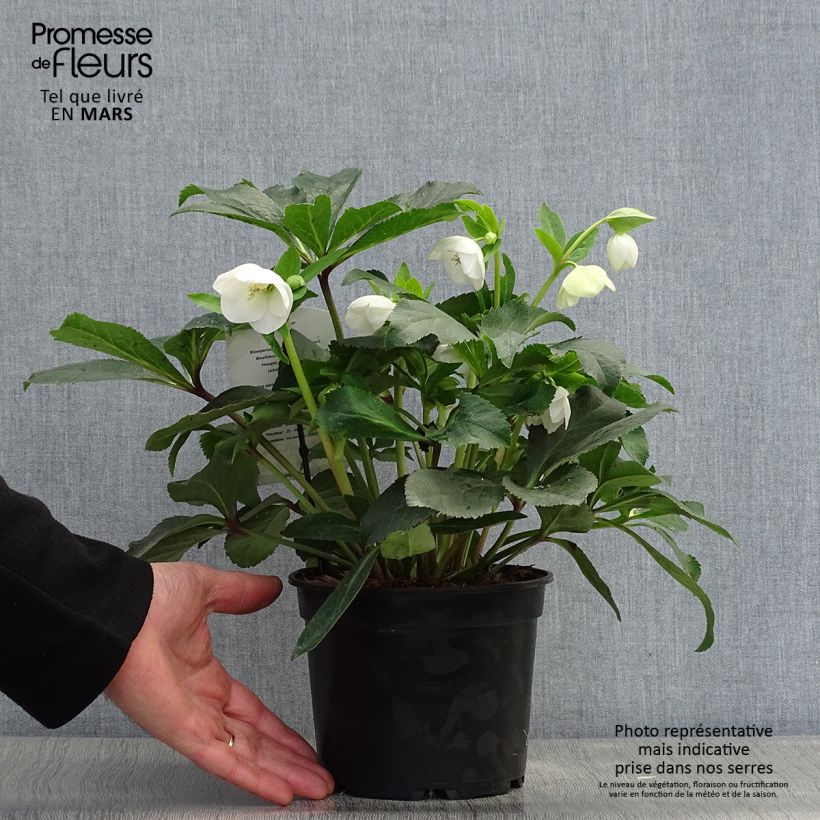 Helleborus hybridus White 2L/3L pot sample as delivered in spring