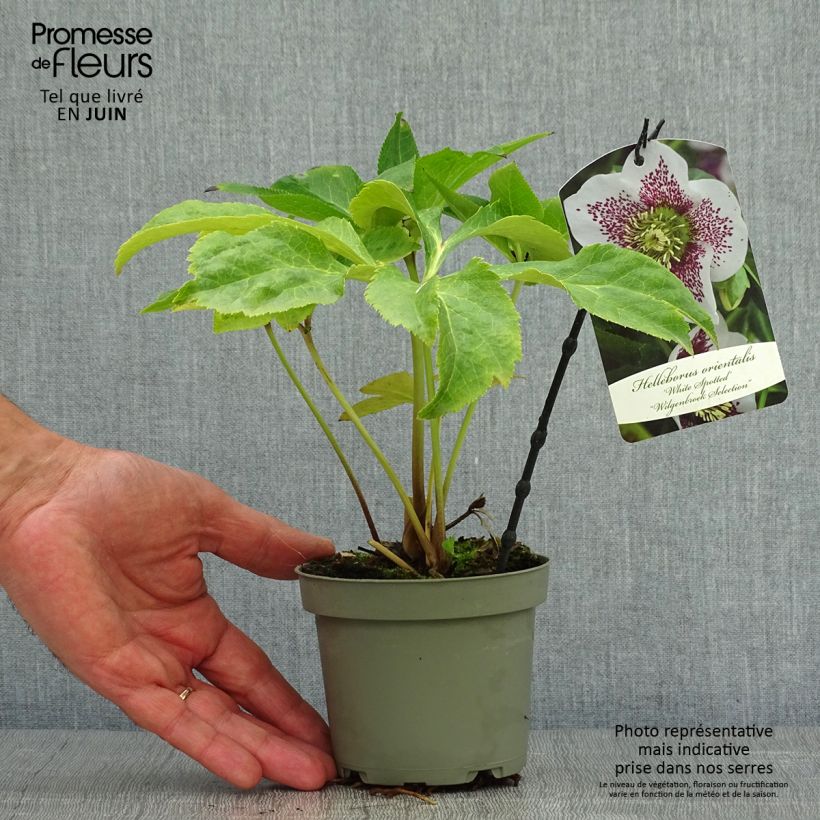 Helleborus hybridus white spotted 12cm pot sample as delivered in summer