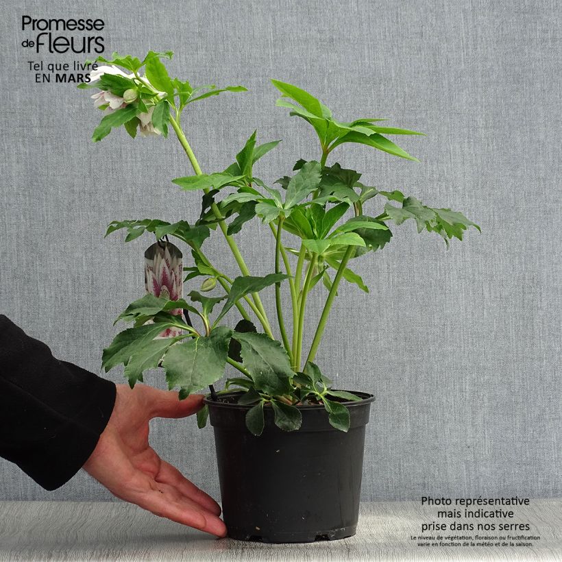 Helleborus hybridus Double White Spotted 2L/3L pot sample as delivered in spring