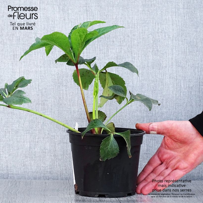 Helleborus hybridus Double White Red/Purple Edge 2L/3L pot sample as delivered in spring