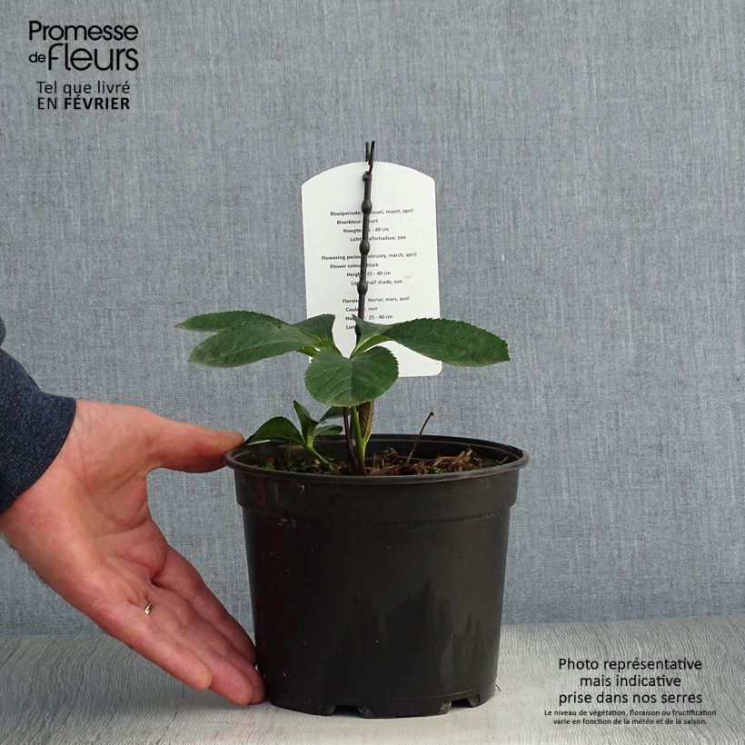 Helleborus hybridus Double Black 2L/3L pot sample as delivered in winter