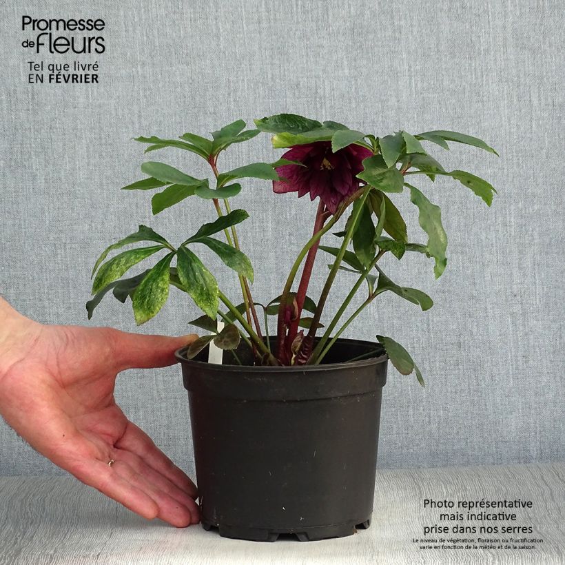 Helleborus hybridus Double Picotee 2L/3L pot sample as delivered in winter