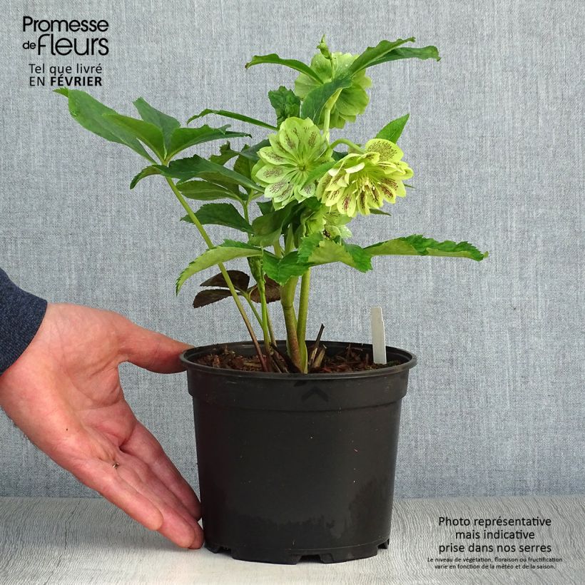 Helleborus hybridus Double Green Spotted 2L/3L pot sample as delivered in winter