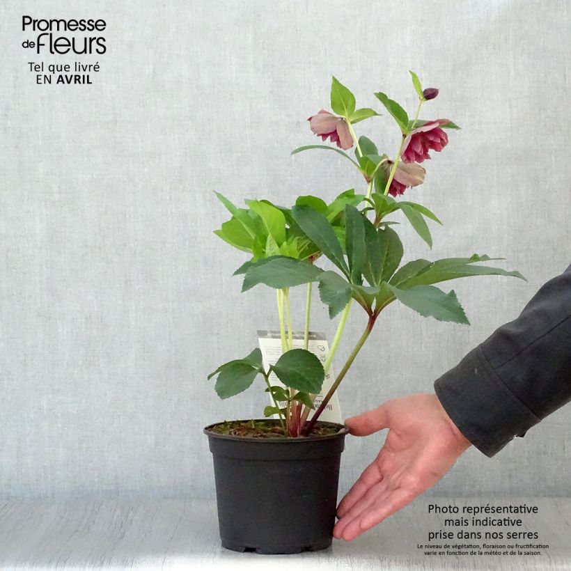 Helleborus hybridus Magic Double Red 2L/3L pot sample as delivered in spring