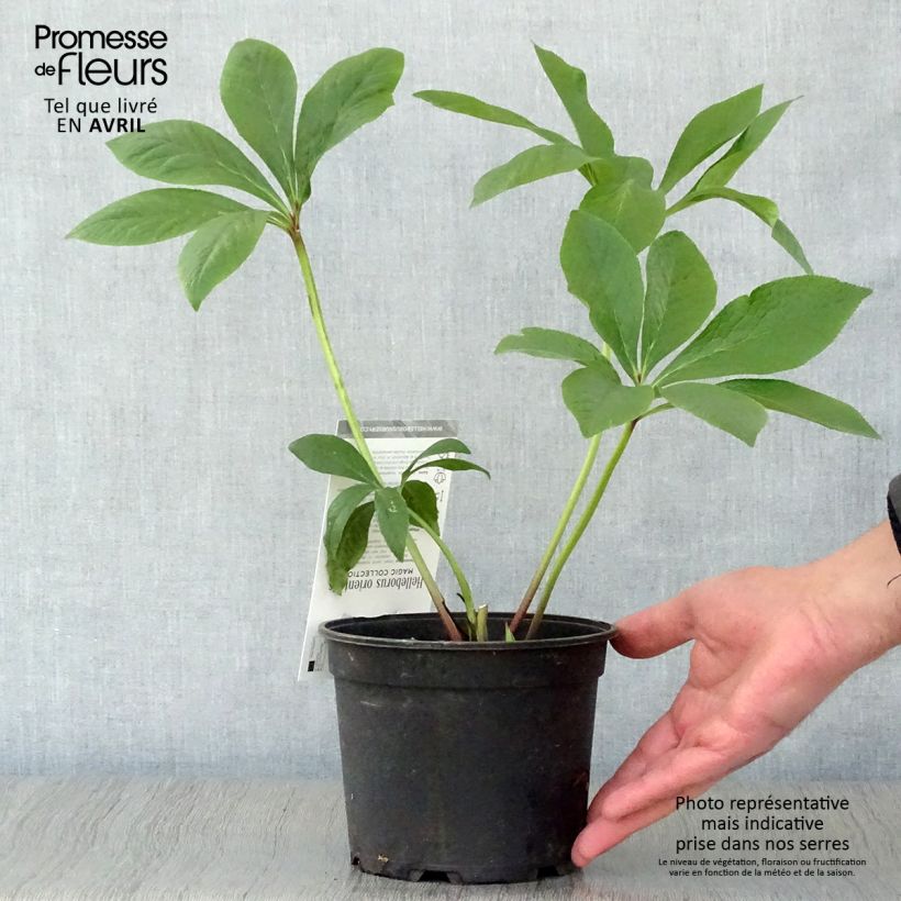 Helleborus hybridus Magic Double Rose 2L/3L pot sample as delivered in spring