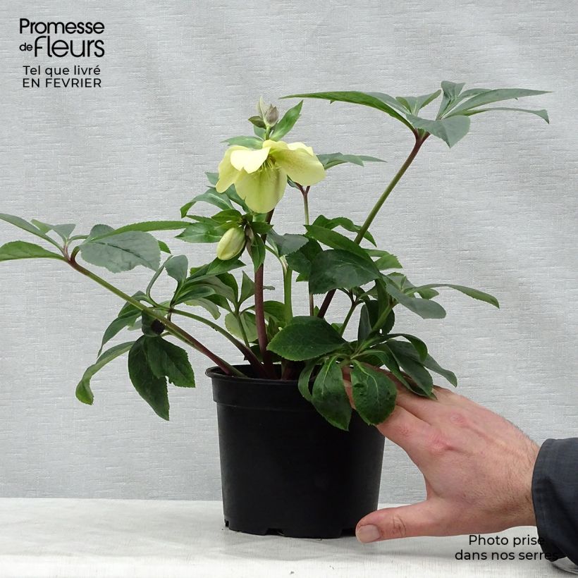 Helleborus hybridus Peach with Red Centre 2L/3L pot sample as delivered in winter