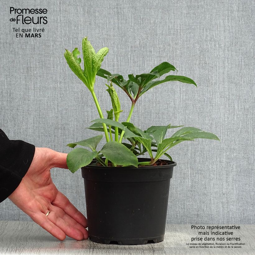 Helleborus hybridus Pink 2L/3L pot sample as delivered in spring