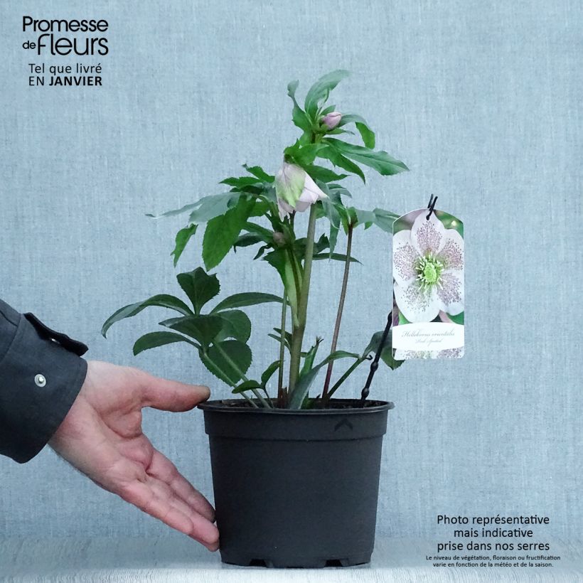 Helleborus hybridus Pink Spotted 2L/3L pot sample as delivered in winter