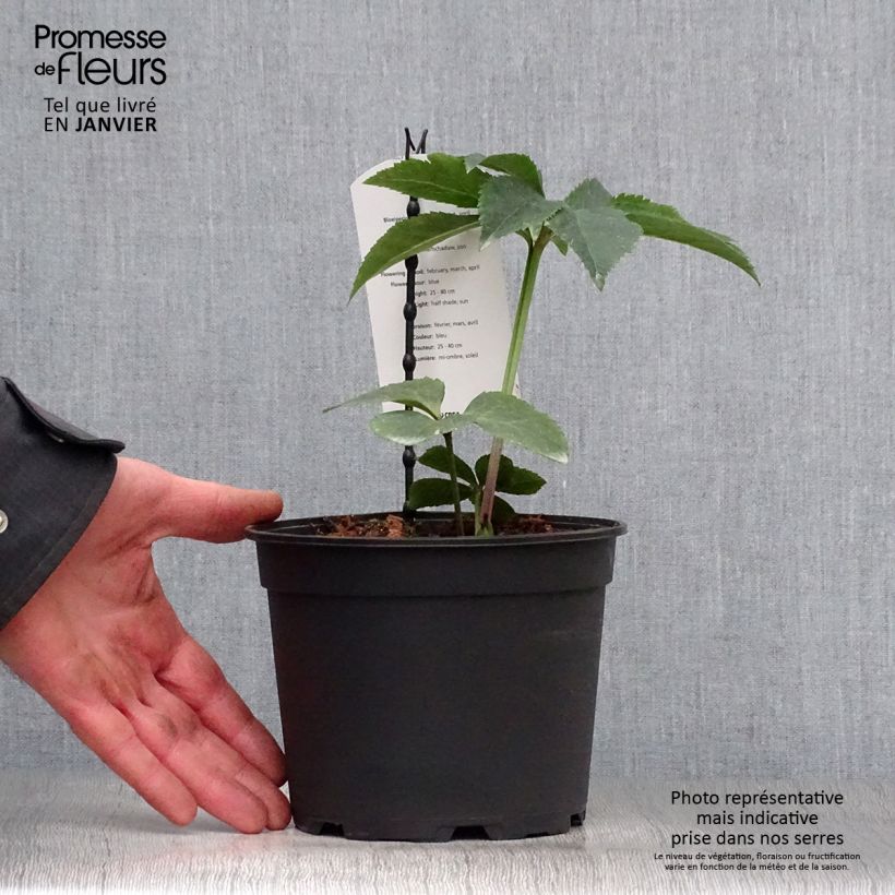 Helleborus hybridus Slaty Blue 2L/3L pot sample as delivered in winter